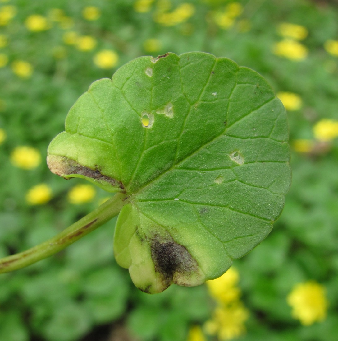 Image of Ficaria calthifolia specimen.