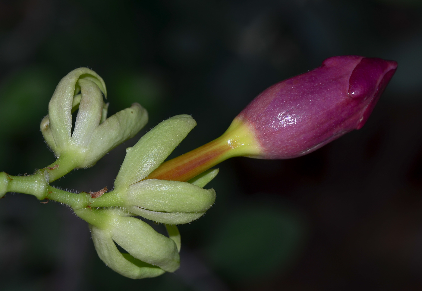 Image of Allamanda blanchetii specimen.