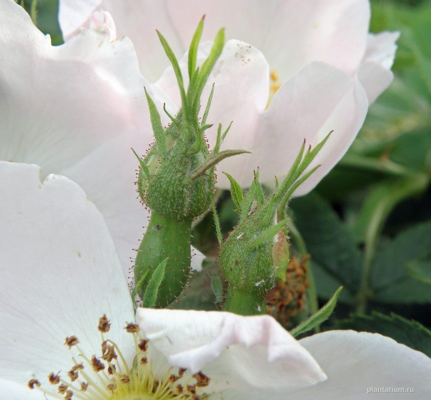 Image of Rosa corymbifera var. tomentosa specimen.