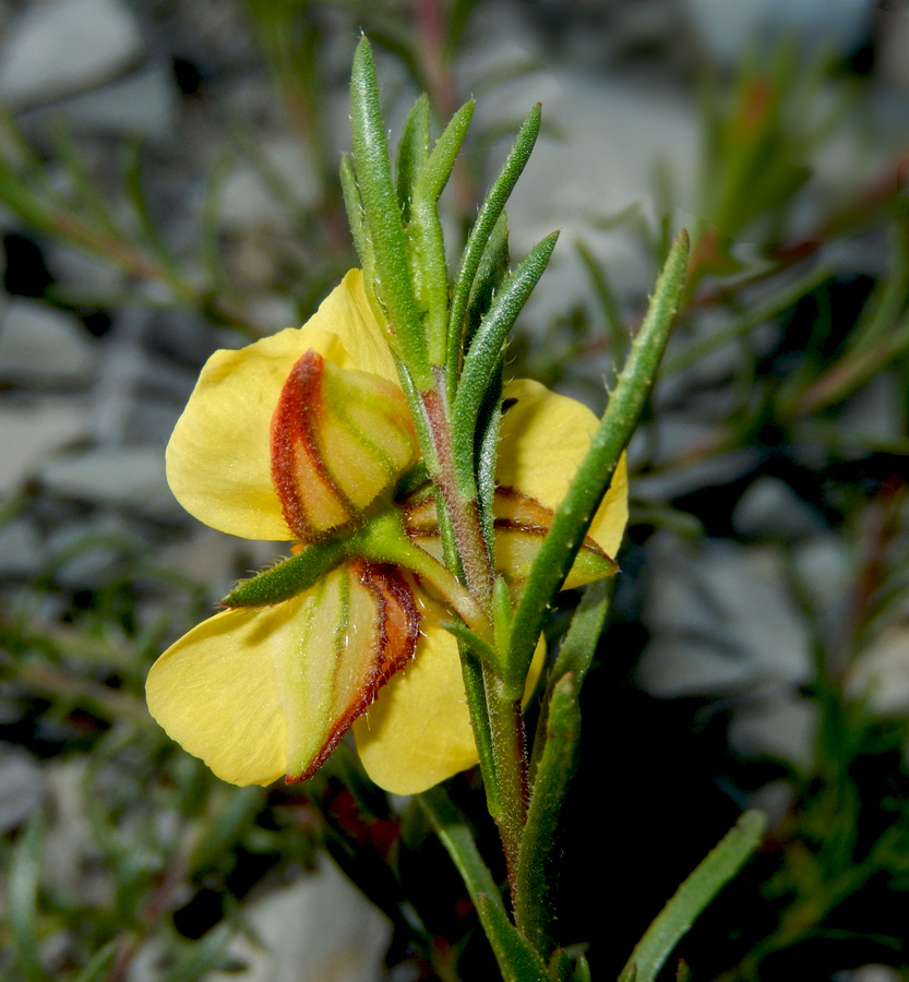 Изображение особи Fumana procumbens.