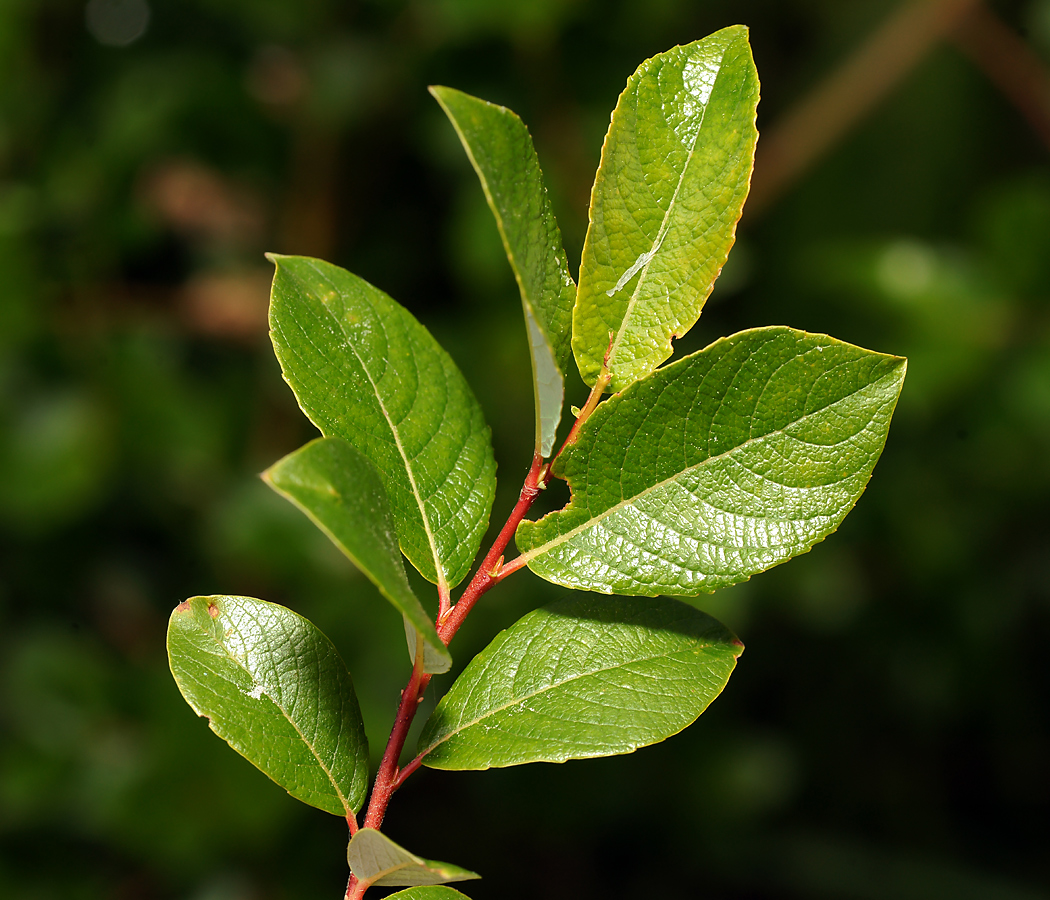 Image of Salix starkeana specimen.