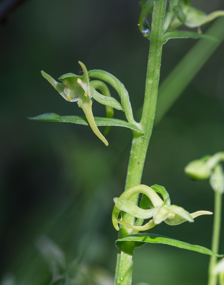 Image of Platanthera maximowicziana specimen.