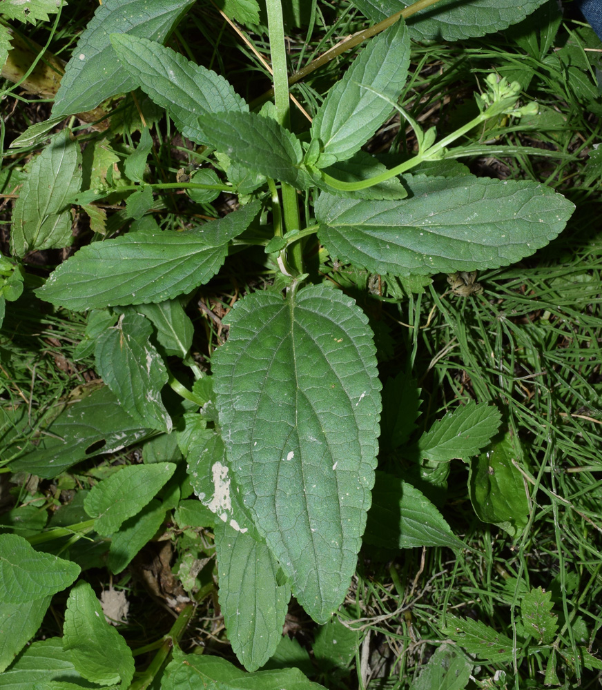 Image of Scrophularia umbrosa specimen.