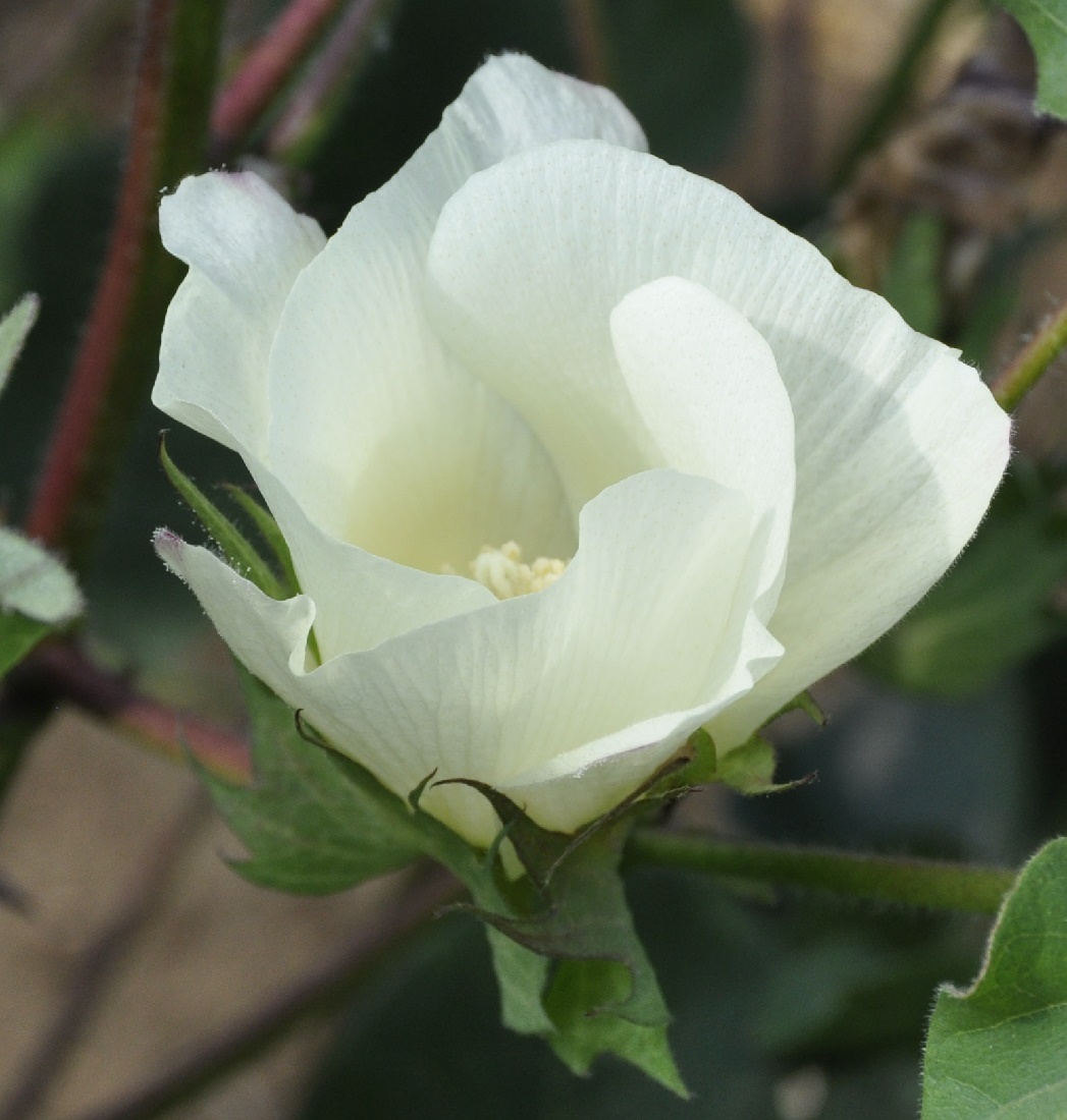 Image of Gossypium hirsutum specimen.