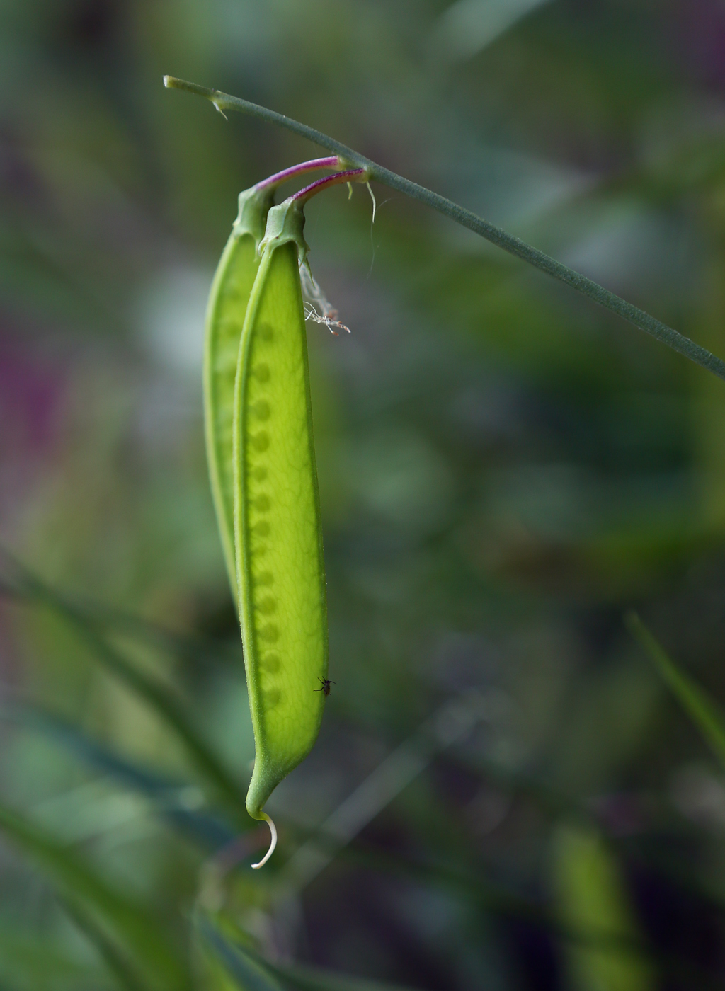 Image of Lathyrus sylvestris specimen.