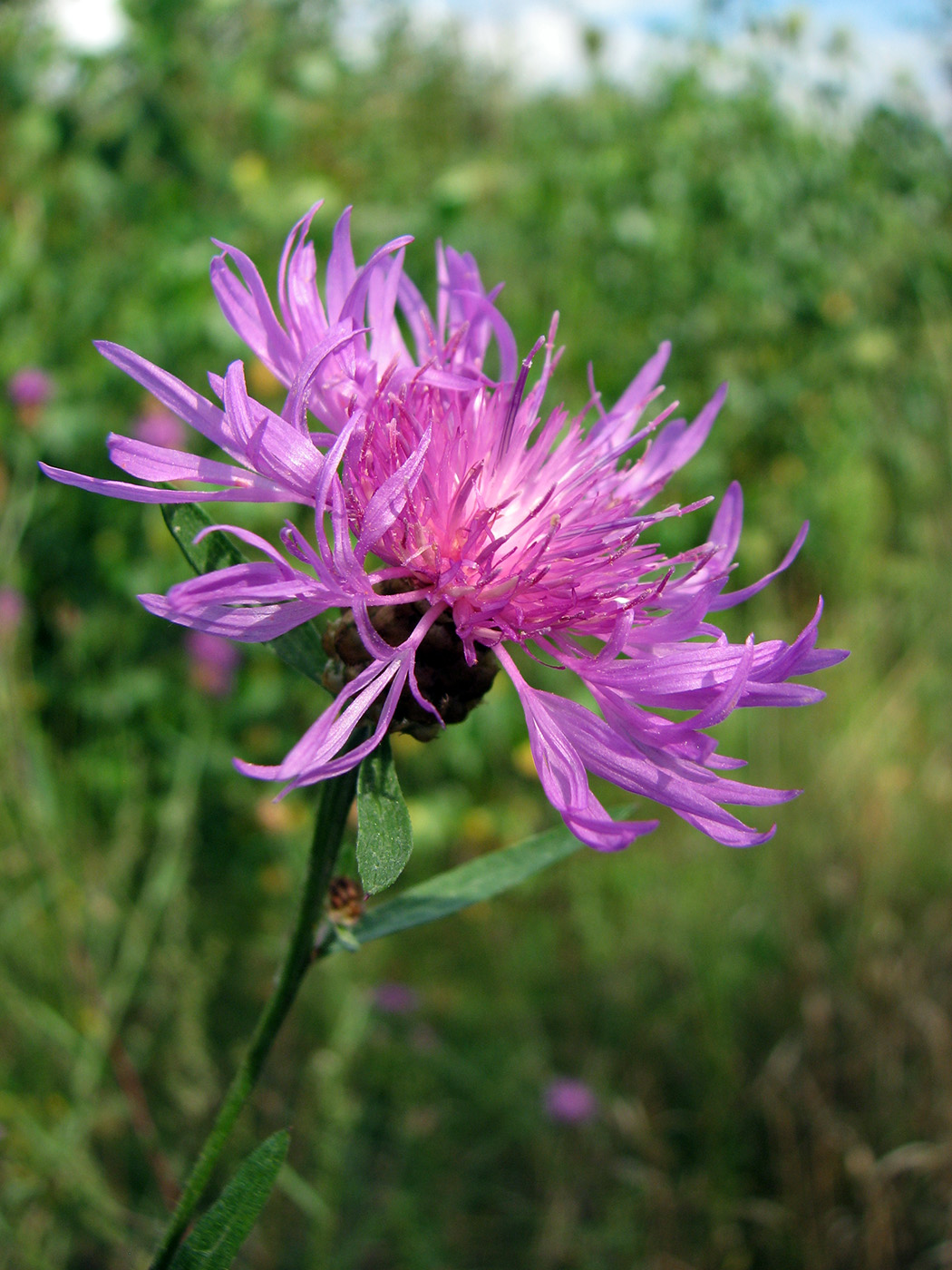 Image of Centaurea jacea specimen.