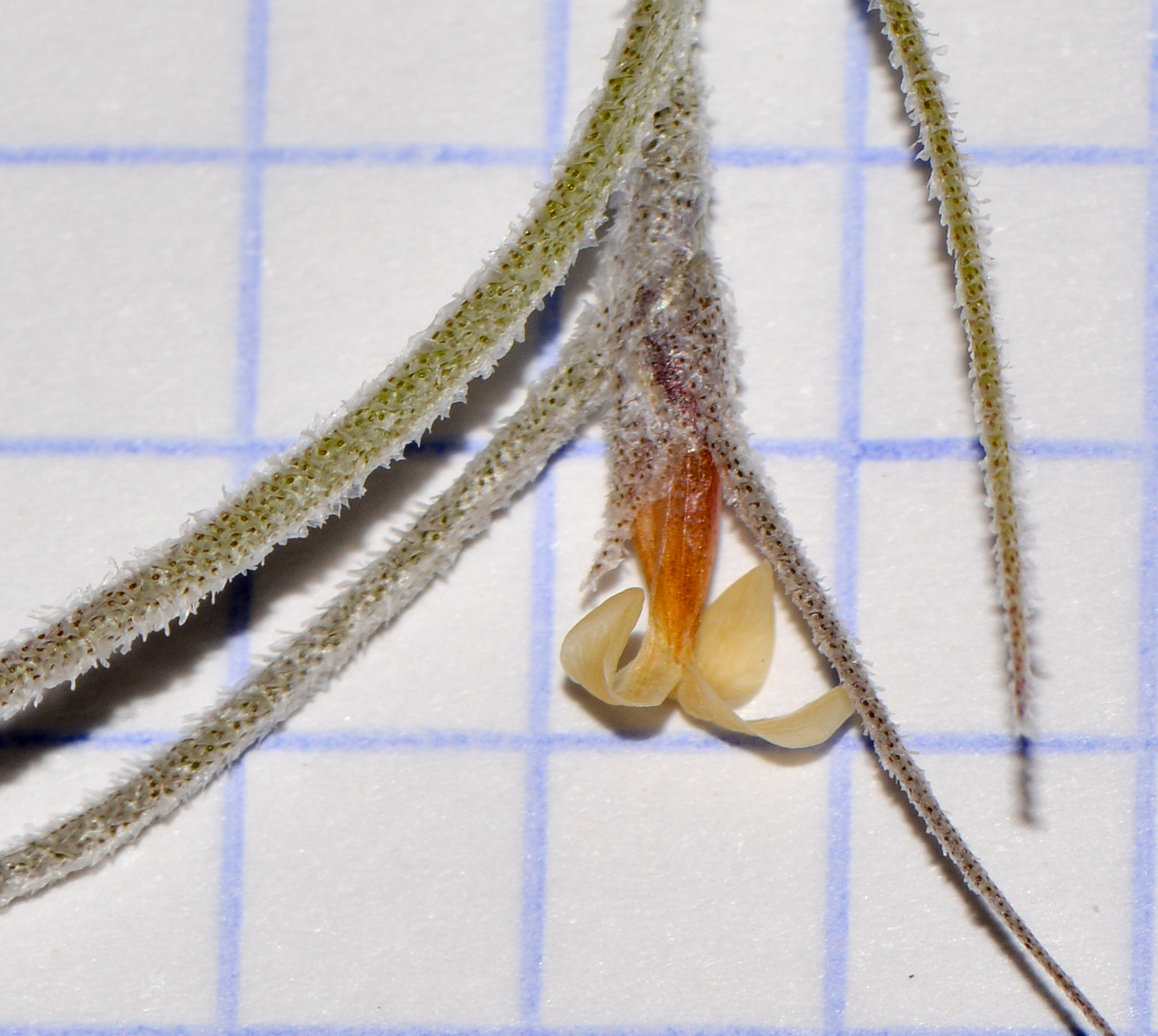 Image of Tillandsia usneoides specimen.