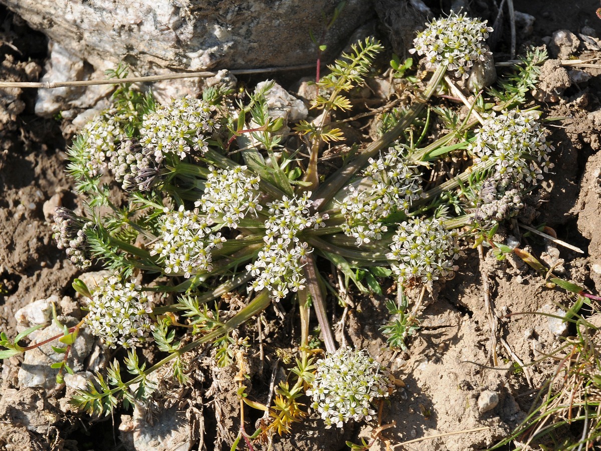 Image of Schulzia albiflora specimen.