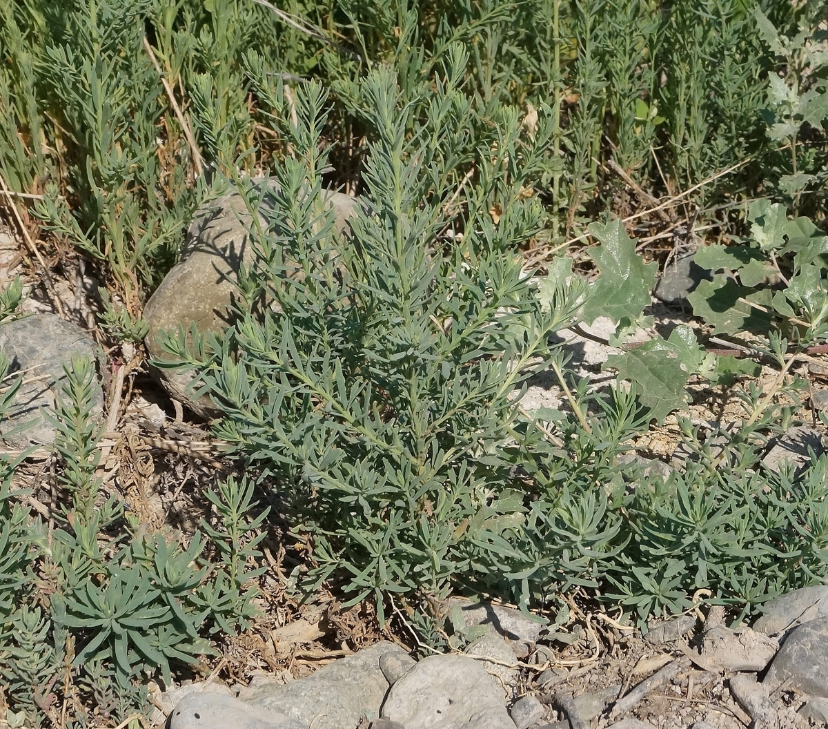 Image of Suaeda linifolia specimen.