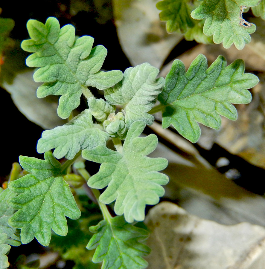 Image of Scutellaria novorossica specimen.