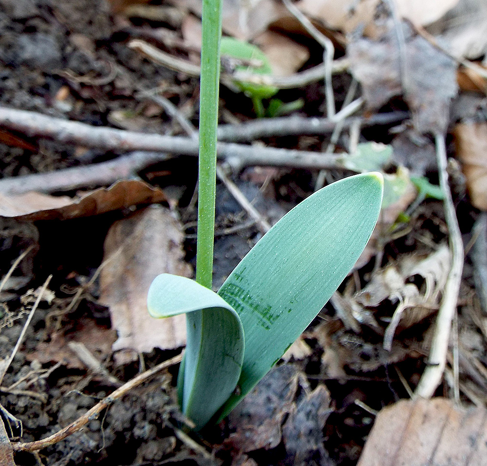 Image of Galanthus alpinus specimen.