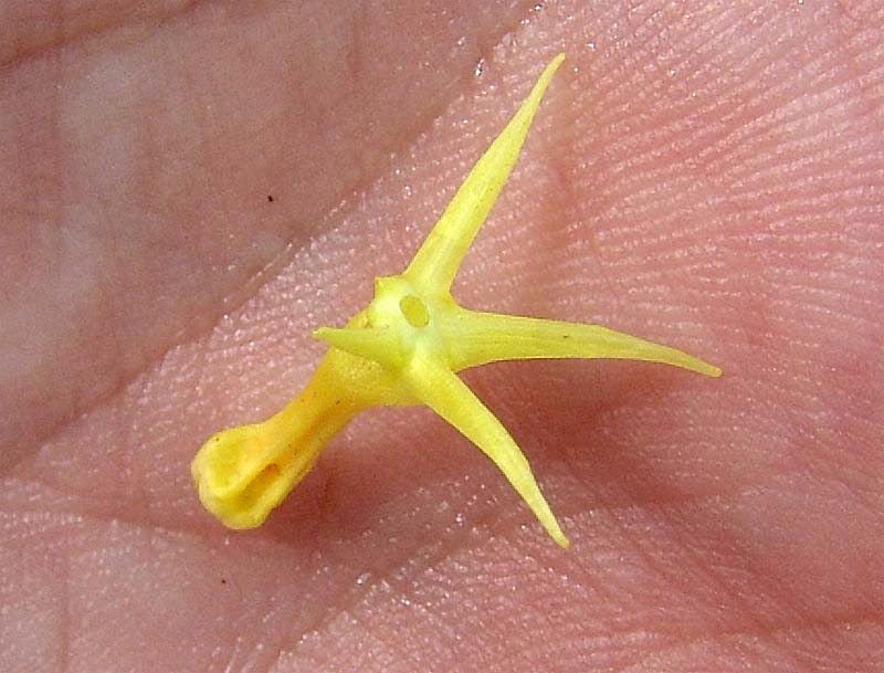 Image of Linaria genistifolia specimen.