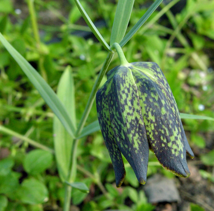 Изображение особи Fritillaria cirrhosa.