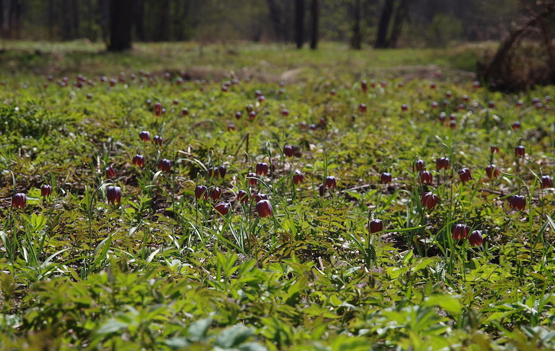 Image of Fritillaria meleagris specimen.