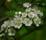 genus Crataegus