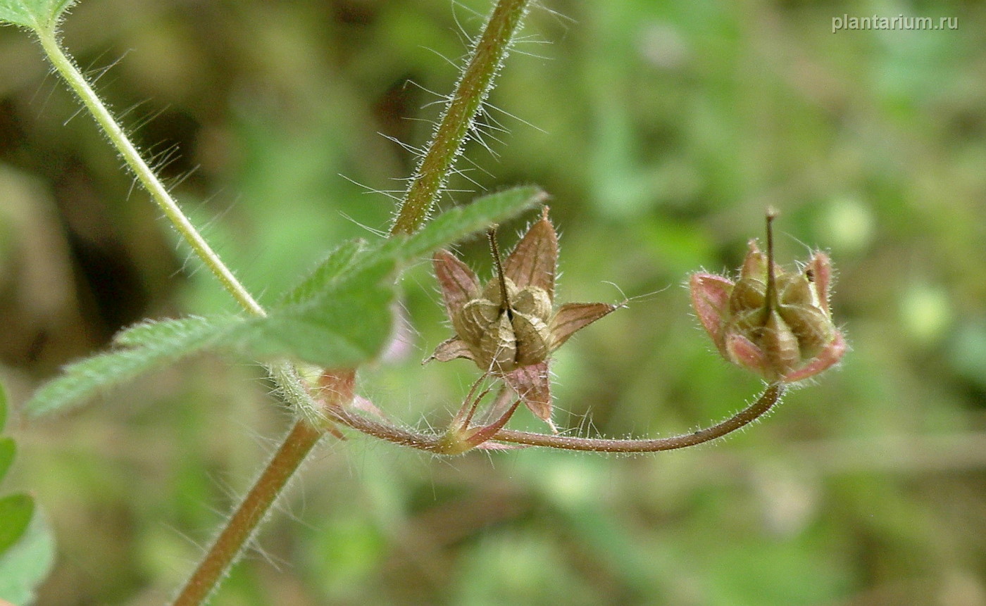 Изображение особи Geranium divaricatum.