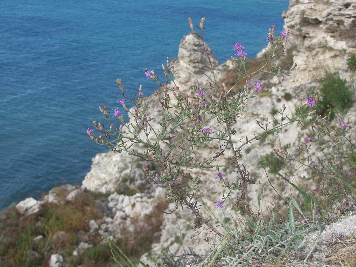 Image of Centaurea lavrenkoana specimen.