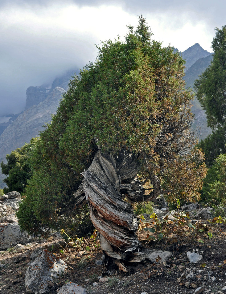 Изображение особи Juniperus seravschanica.