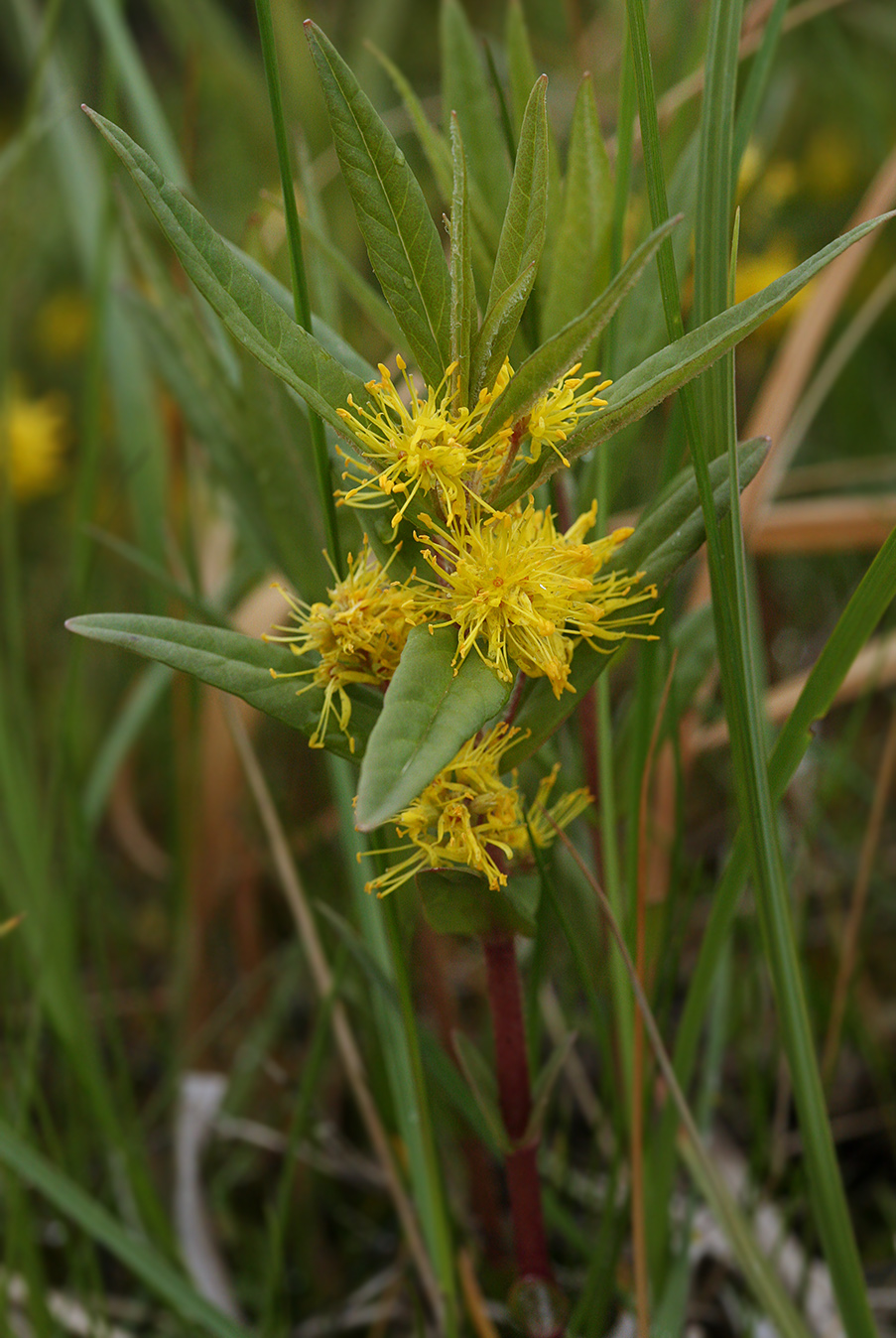 Image of Naumburgia thyrsiflora specimen.