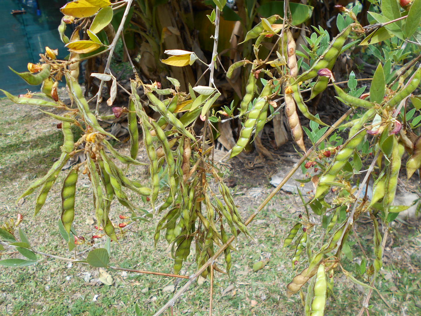 Image of Cajanus cajan specimen.