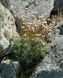 Armeria pubigera. Плодоносящее растение. Испания, автономное сообщество Галисия, провинция А-Корунья, г. А-Корунья. Июль.