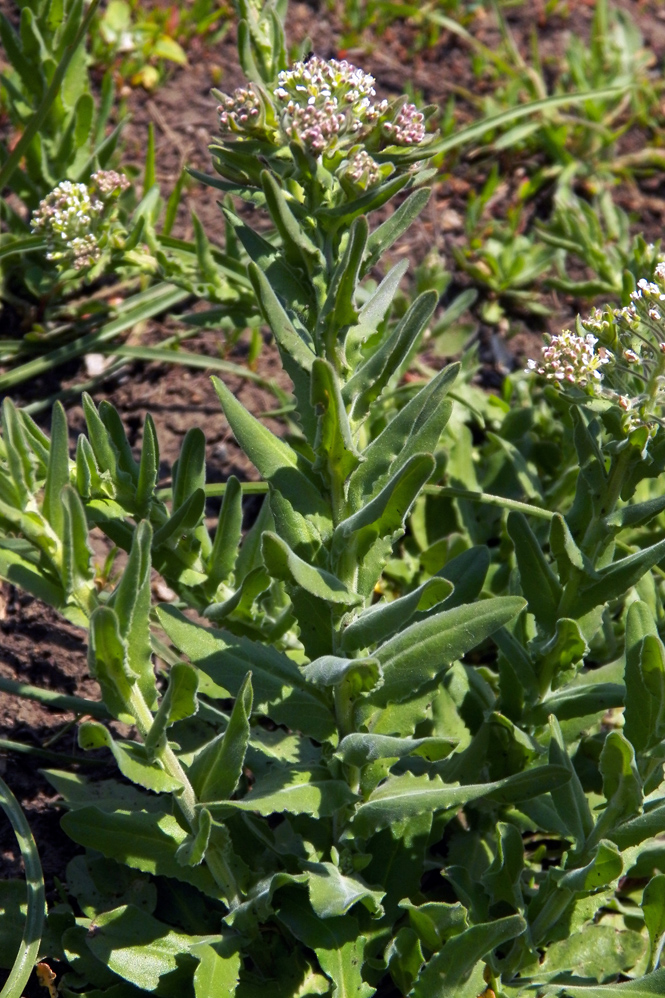 Изображение особи Lepidium campestre.