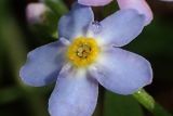 Myosotis palustris