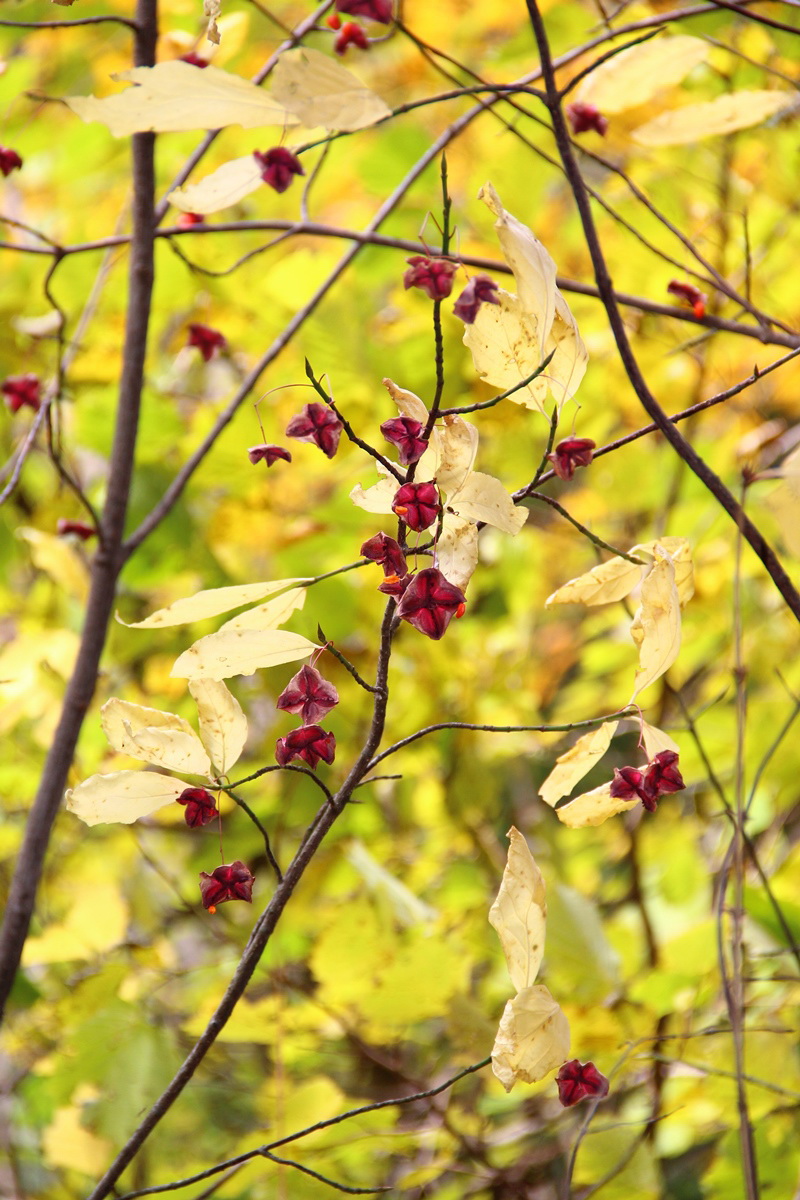 Изображение особи Euonymus europaeus.