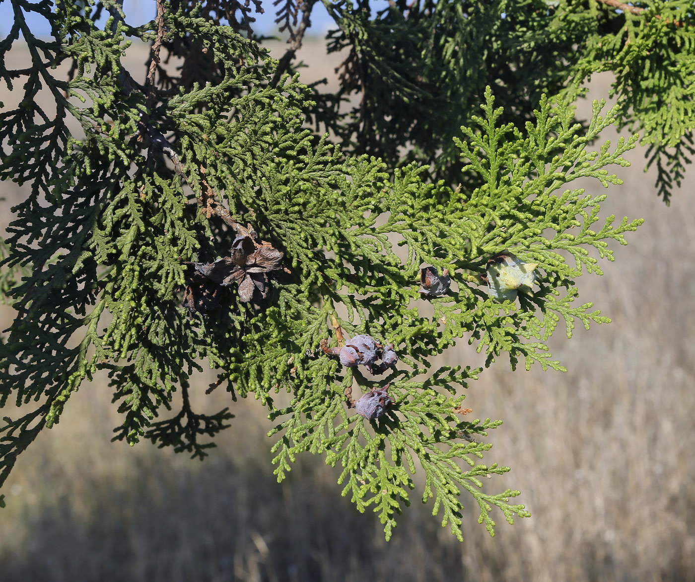 Image of Platycladus orientalis specimen.