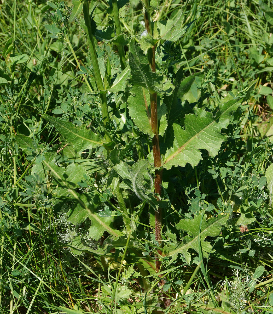 Image of Cichorium intybus specimen.