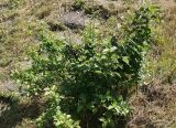 View full-size image Malus domestica