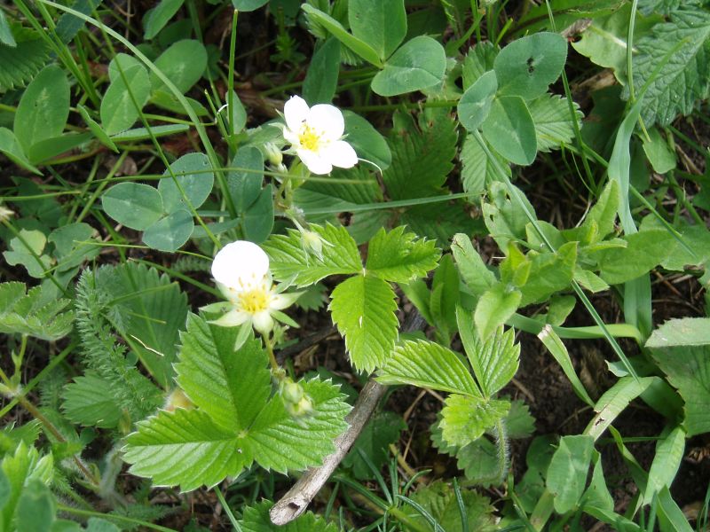 Image of Fragaria campestris specimen.