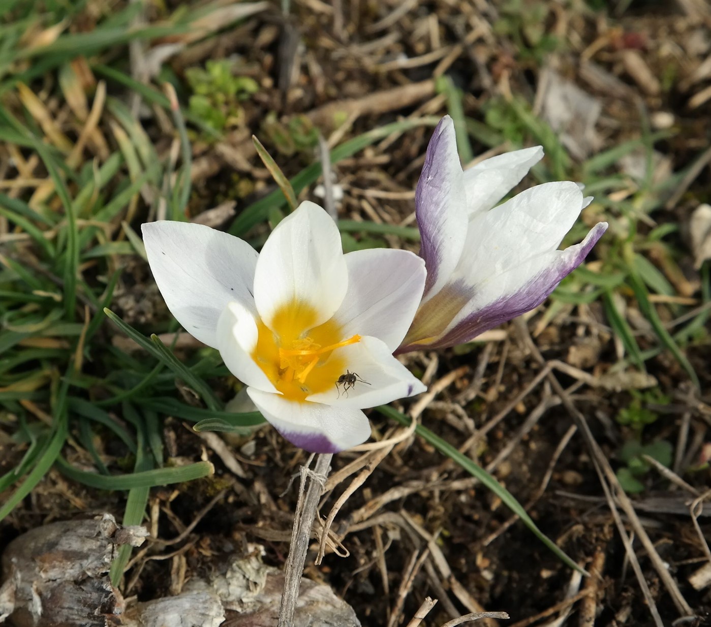 Image of Crocus tauricus specimen.