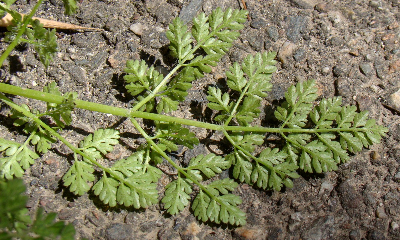 Image of Anthriscus caucalis specimen.