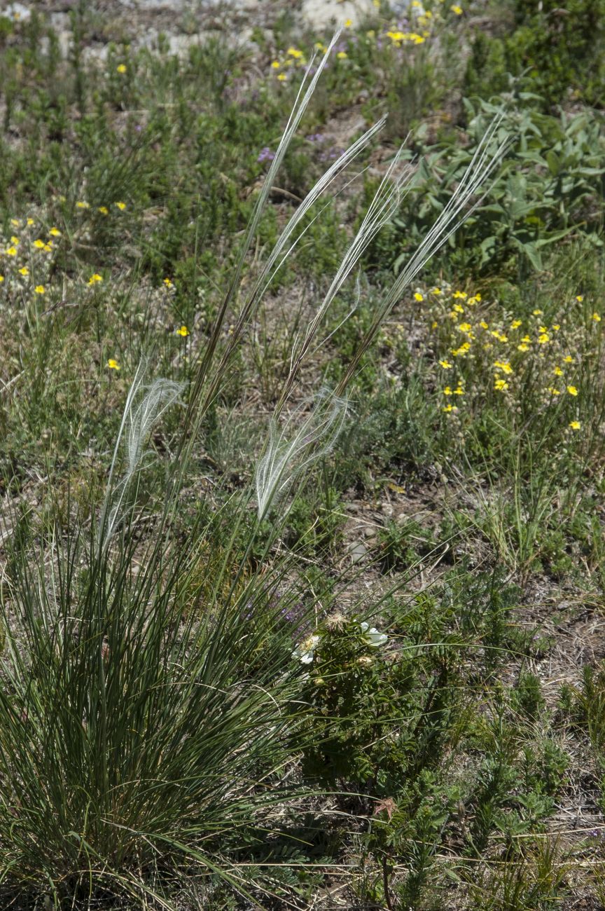 Изображение особи род Stipa.