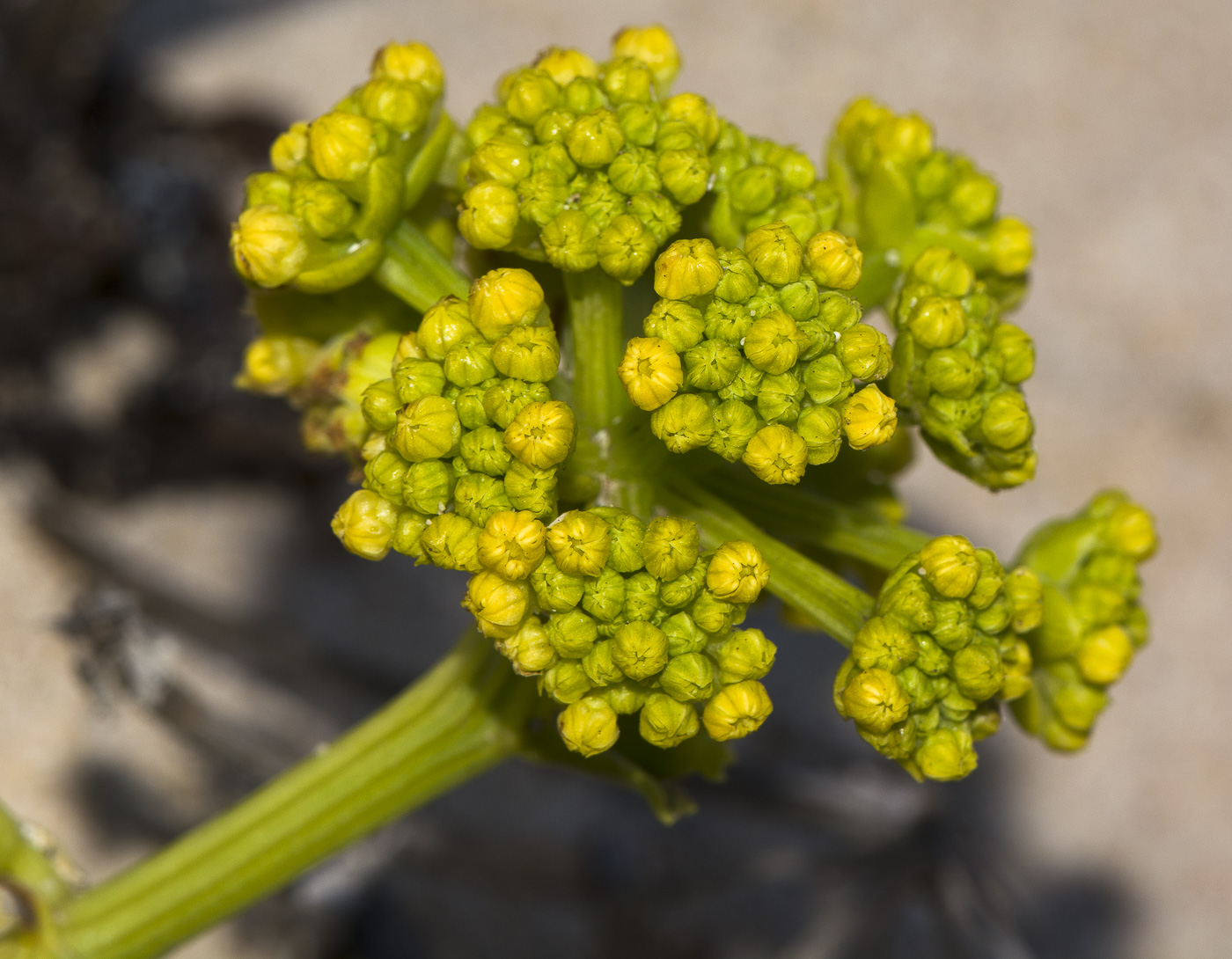 Image of Astydamia latifolia specimen.