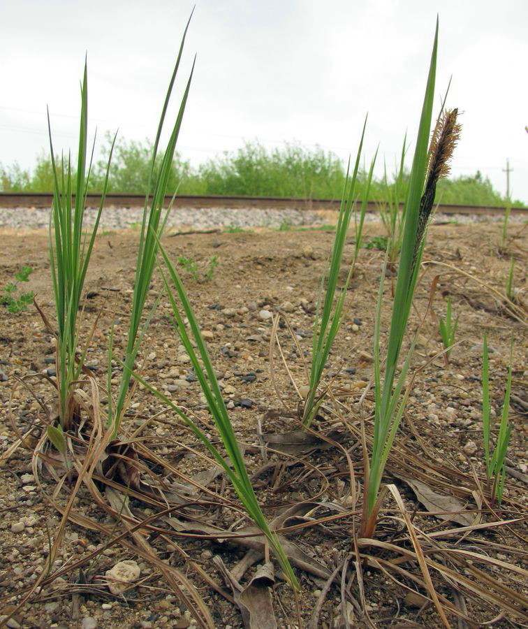 Изображение особи Carex acuta.