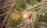 Echinocactus grusonii