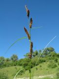 genus Carex. Верхушка растения с соплодием и отцветшим мужским соцветием (вверху). Казахстан, Западный Тянь-Шань, Киргизский хр., ущ. Мерке, ≈ 1200 м н.у.м., у ирригационного арычка в приустьевой части ущелья. 25 мая 2018 г.