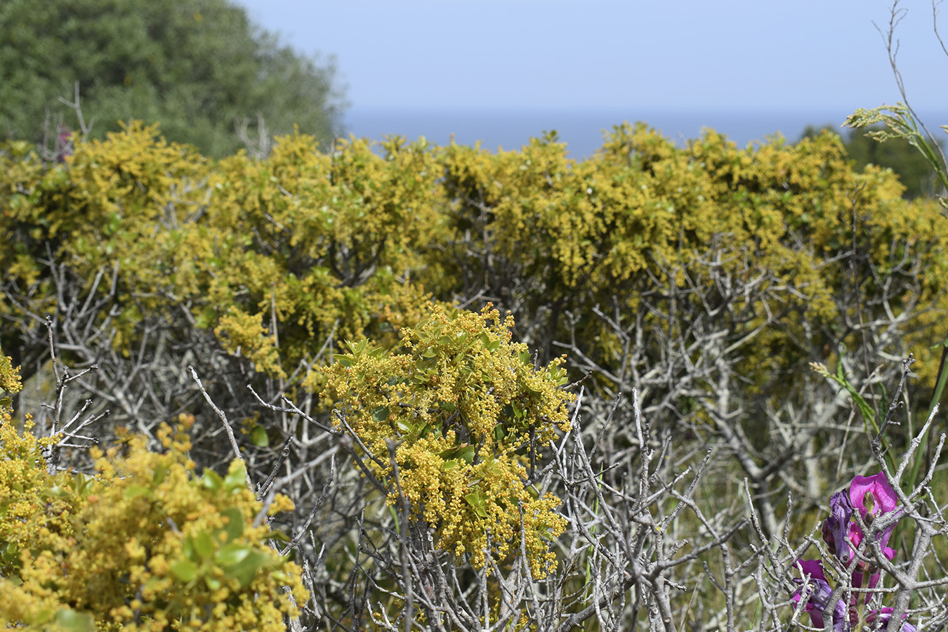 Image of Quercus coccifera specimen.