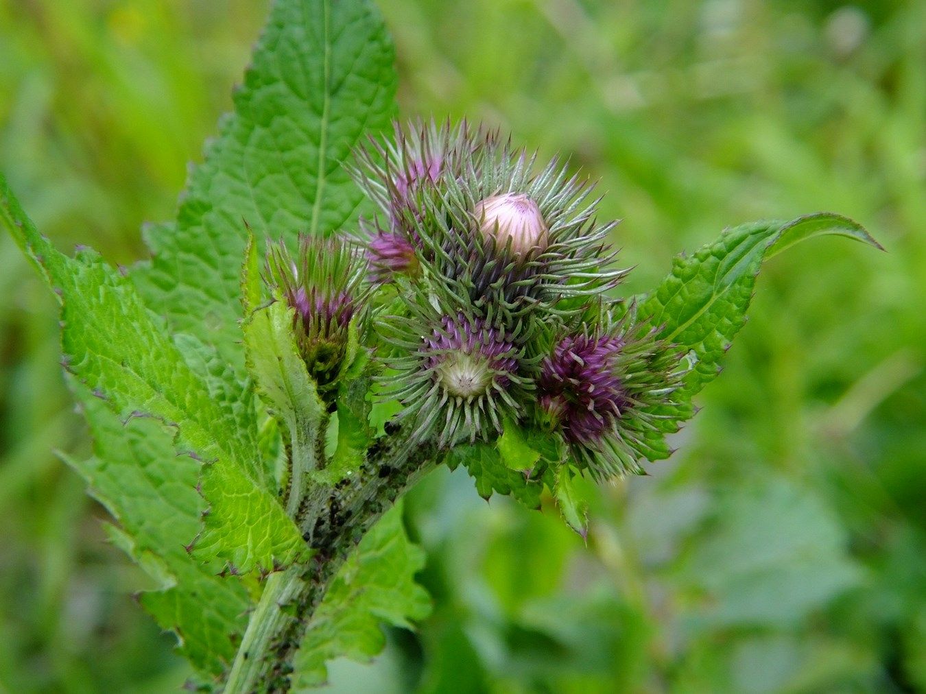 Изображение особи Carduus bicolorifolius.