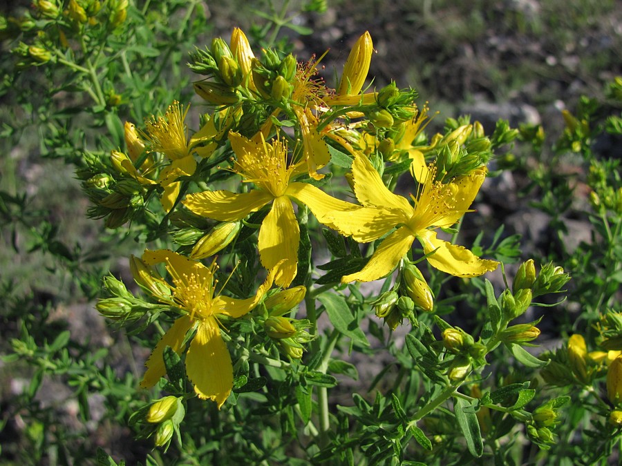 Изображение особи Hypericum perforatum.