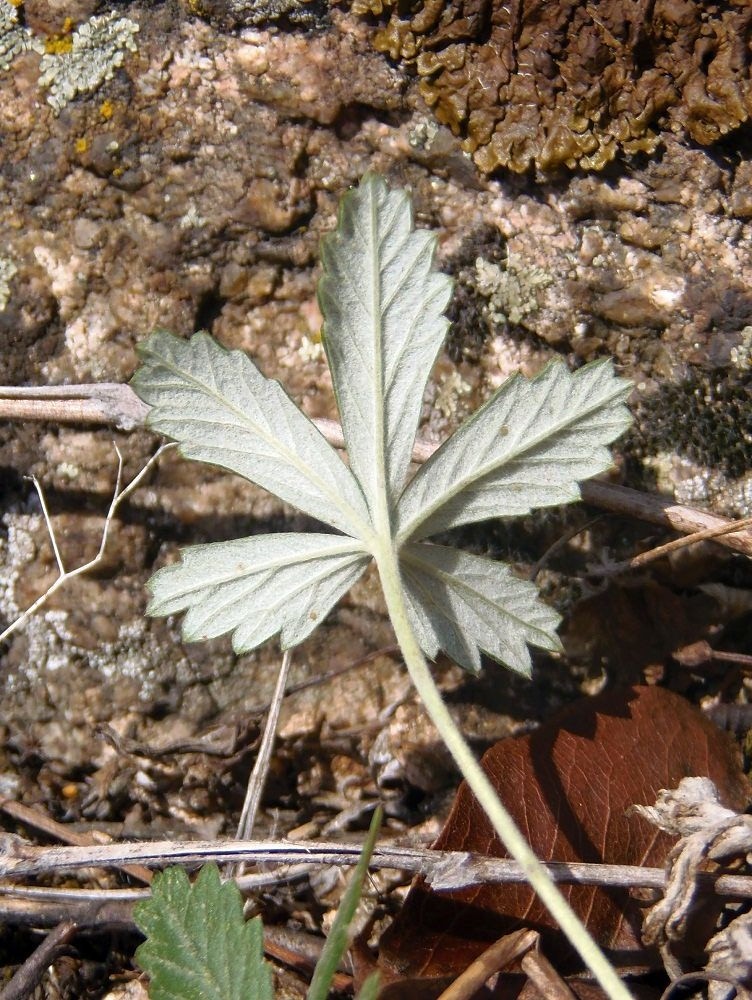 Image of Potentilla heidenreichii specimen.