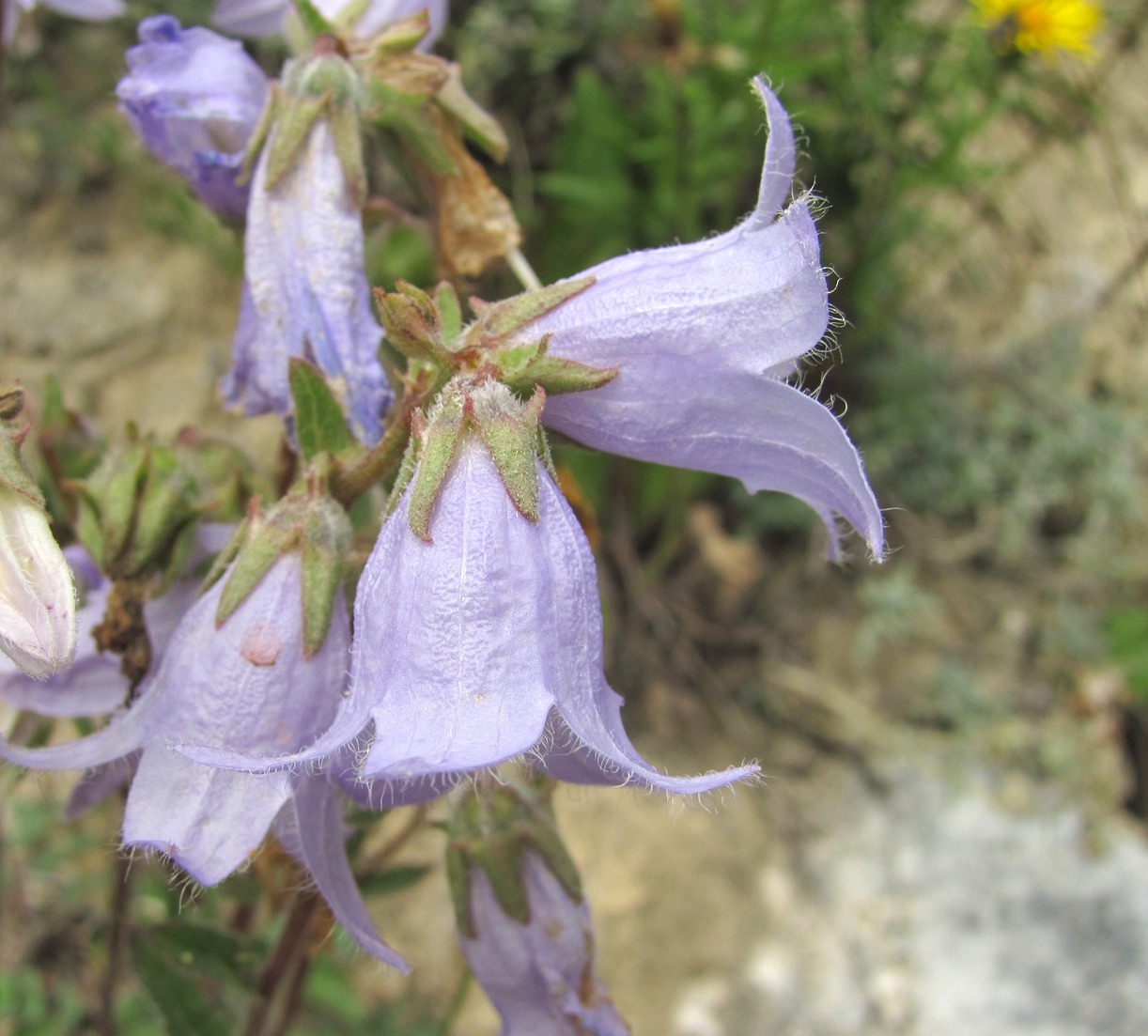 Image of genus Campanula specimen.