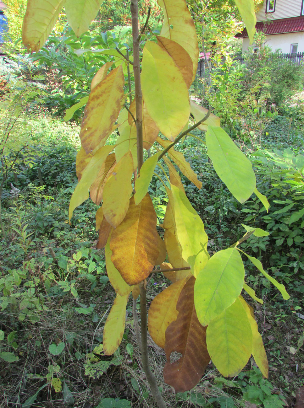 Изображение особи Magnolia hypoleuca.