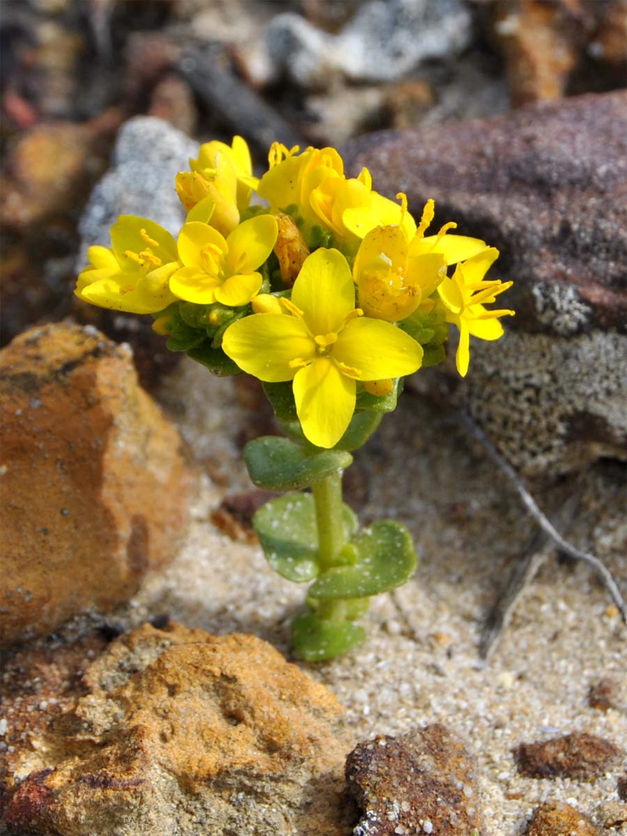 Image of Sebaea aurea specimen.