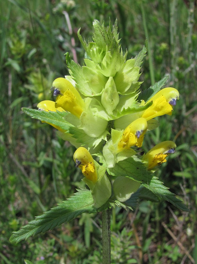 Изображение особи Rhinanthus vernalis.