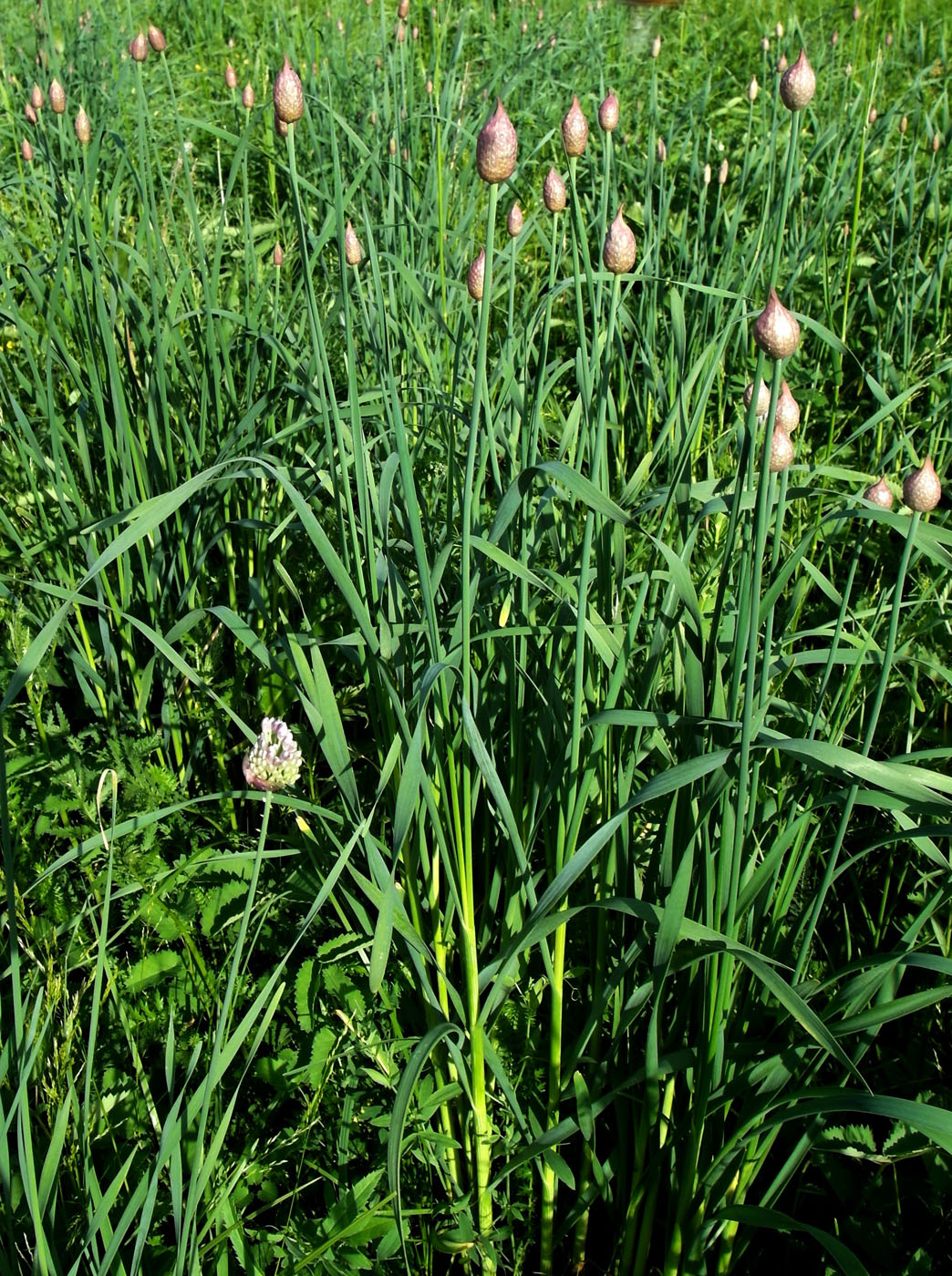 Image of Allium hymenorhizum specimen.