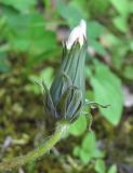 genus Taraxacum. Отцветшее соцветие. Дагестан, окр. г. Дербент, у лесной дороги. 08.05.2018.