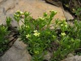 Galium bellatulum